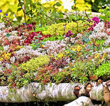 ArfanJaya 200 Sedum Seed Mix Succulents Green Roof Delight! - £7.69 GBP