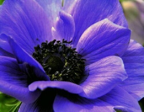 Primary image for 20+ Anemone Purple Flower Seeds