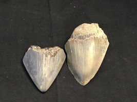 Set Of 2 Old Collectible Megalodon Fossil Extinct Prehistoric Shark Teeth - £39.34 GBP