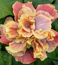 20 double yellow pink hibiscus seeds flowers flower seed perennial bloom thumb200