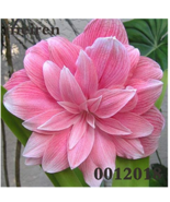 Kasuki Sale 200 Pcs Amaryllis Cheap Amaryllis Flower The Barbados Lily P... - $20.89 CAD