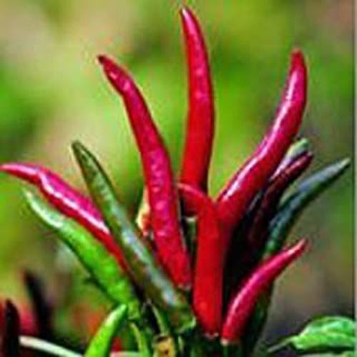 PM Poinsettia Hot Peppers Seeds (20+ Seeds) | Non GMO | Vegetable Fruit ... - $3.98