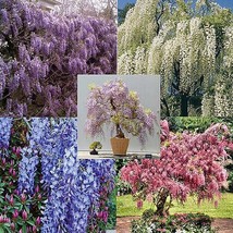 US Seller Wisteria Vine 5 Colors And Varieties 100 Seeds New Fresh Seeds - $31.34