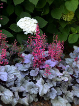 Heuchera Mixed New Varieties Purple Silver &amp; More Seeds Garden Us Seller - $17.98