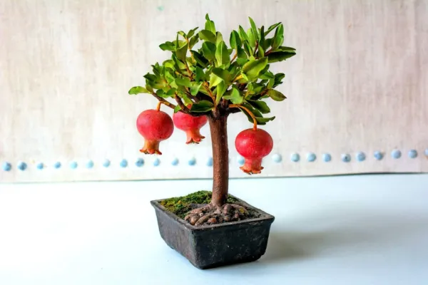 Fresh Dwarf Pomegranate Bonsai Seeds 30 Seeds To Grow Highly Prized Edible Fruit - £14.33 GBP