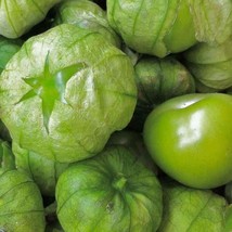 Grande Rio Verde Tomatillo Seeds 50 Ct Vegetable Heirloom NON-GMO   - £3.04 GBP