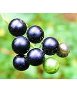Solanum Nigrum Black Nightshade Garden Huckleberry Popolo Seed 100 Seeds... - $337.22 MXN