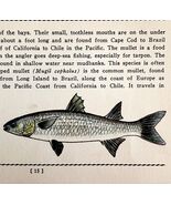 Mullet 1939 Salt Water Fish Gordon Ertz Color Plate Print Antique PCBG19 - $42.03 CAD