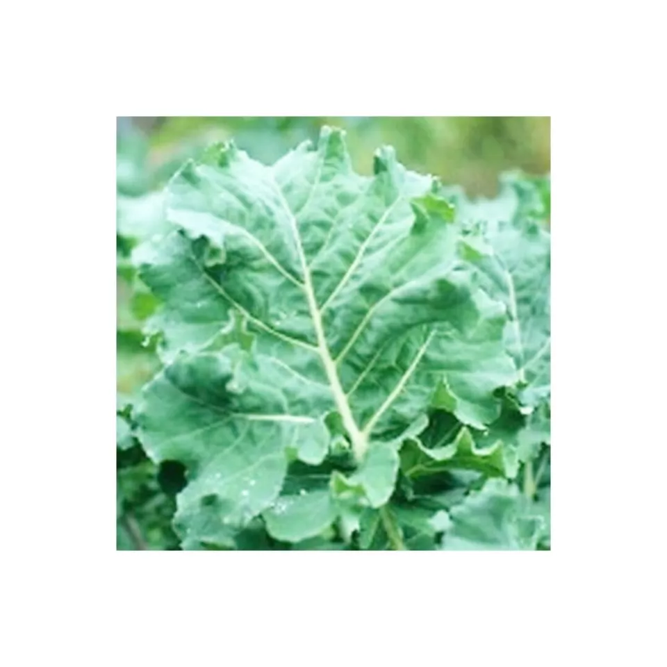 JGBO 250 Premier Kale Seeds, Non GMO, Cruciferous, Early Hanover USA Seller - £6.84 GBP