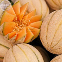 BELLFARM Rare Seeds Golden Honey Melon (Cucumis melo) 10 Seeds, 100% True Honey  - £2.78 GBP