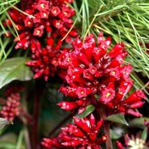 Starter Plant Cestrum Newellii Red Aka Hummingbird Plant Or Red Jasmine - $39.98