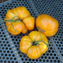 Grow In US 100 Kentucky Beefsteak Tomato Seeds Non-Gmo Heirloom Flavorful - £7.60 GBP