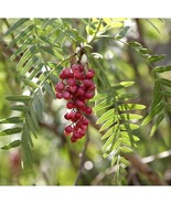 Peruvian pepper tree - Schinus molle - 5+ Seeds - (F 181) - £1.58 GBP