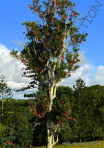 FIREWHEEL TREE stenocarpus sinuatus @J@ rare exotic flowering trees seed 5 SEEDS - £7.05 GBP