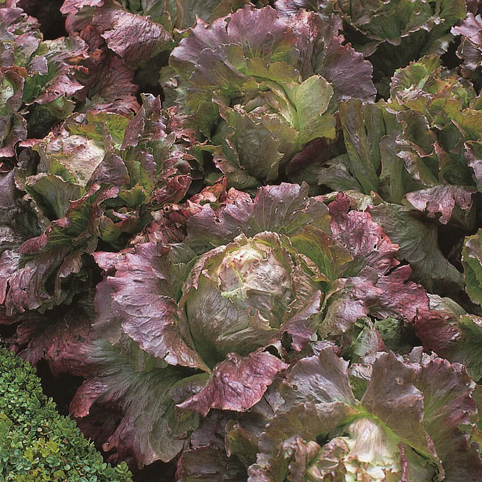 LETTUCE MERVEILLE DES QUATRE SAISONS, 250 SEEDS R - $267.26 MXN