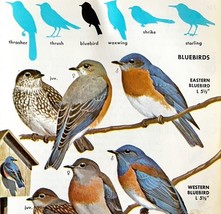 Bluebirds Western Eastern Mountain 1966 Color Bird Art Print Nature ADBN1p - $367.88 MXN