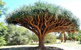 Dragon&#39;s Blood Tree, Dracaena draco rare Canary Island palm bonsai seed 10 SEEDS - £7.12 GBP