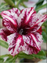 4 White Purple Desert Rose Seeds Adenium Obesum Flower Perennial Exotic Seed - £13.65 GBP
