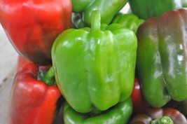 California Wonder Bell Pepper Seeds  Non Gmo Heirloom 20 Seeds Fast Shipping - $8.99