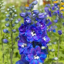 SR12Store 300 Seeds Delphinium King Arthur Royal Blue Tall Perennial US Product - £6.86 GBP