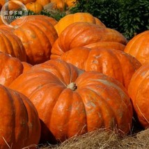 USA SELLER Rare Giant Pumpkin Seeds Fresh Seeds - $9.44