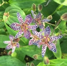 Toad Lily Seeds Tricyrtis hirta Flashy Speckled Blooms Multicolor,Lilaceae - £8.23 GBP