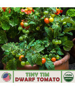 KKG 10 Tiny Tim Dwarf Tomato Seeds Organic Non Gmo Planting Seeds - $13.95