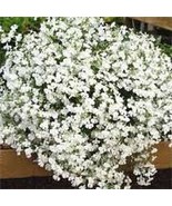 100 Variety  Lobelia  White Trailing  flower Seeds - $2.25