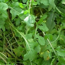 Roquette Arugula Seeds And Delicious One Gram Fresh Garden - $10.75