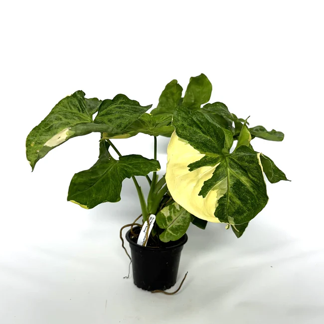 LWS Syngonium Podophyllum Orm Thong 3.5 inch Fast Shipping - $100.00