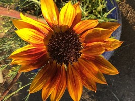 Autumn Beauty Sunflower Seeds, 20+FREE SEED Offer - £5.46 GBP