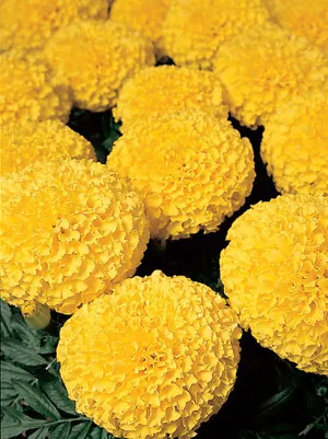 Marigold Discovery Yellow 250 seeds - £22.35 GBP