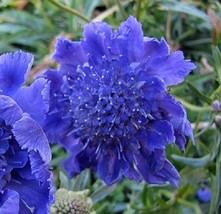 35 Deep Blue Pincushion Scabiosa Flower Seeds Perennial Fresh Gardening USA Ship - £10.11 GBP