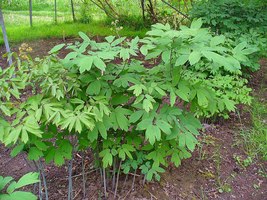 12 blue cohosh rhizoms - £5.99 GBP