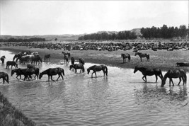 Horses crossing the river at Round-up Camp by L.A. Huffman - Art Print - £17.17 GBP+