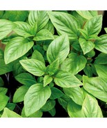 Genovese Italian Basil Seeds Delicious Fast US Shipping - $20.17 CAD