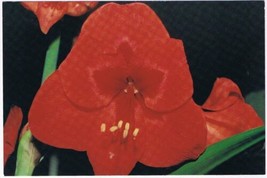Postcard Amaryllis Flower Red Variations On The Ordinary Poetry Book Ad - £3.15 GBP