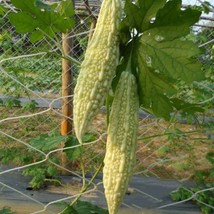 10 White Bitter Melon Bitter Gourd Seeds Hybrid F - £9.02 GBP