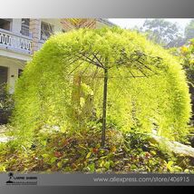 Tianshan Umbrella Bamboo Evergreen S 10 Seeds - $150.25 MXN