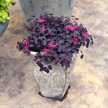 VP Jazz Hands Mini Loropetalum  - Live Plant - Full Gallon Pot - £44.76 GBP