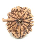 Rare Super Collector 9 Mukhi Ganesha Rudraksha - 22.48 mm - IGL Certified - $240.36 CAD