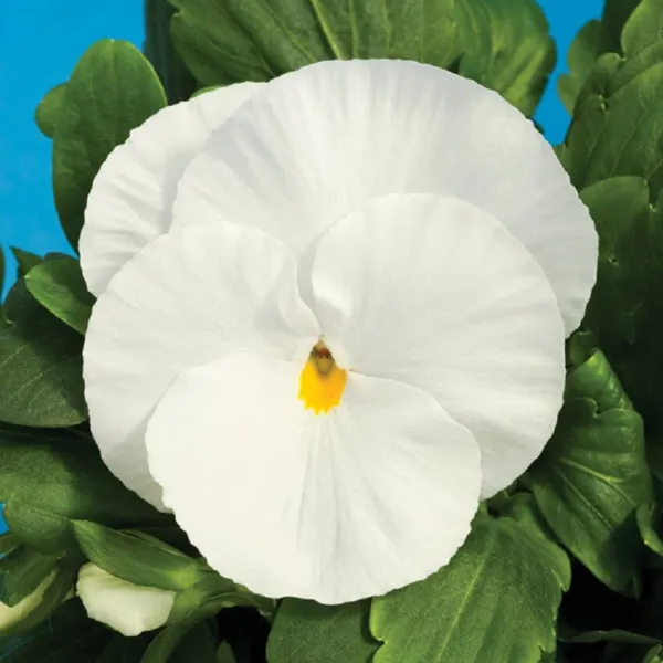 50 Pansy Seeds Delta Premium Pure White Garden - $13.00