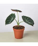 Alocasia Reginula 'Black Velvet' - $26.99+