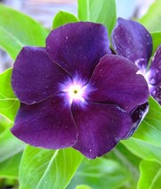 40 Fragrant Deep Purple Vinca Seeds Long Lasting Flower Annual - £14.12 GBP