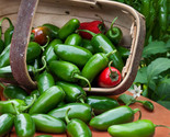 50 Jalapeno Hot Pepper Seeds Fast Shipping - $8.99
