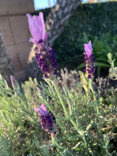 Spanish Lavender Topped Lavender Lavandula Stoechas- 1 Live Plant About ... - £39.50 GBP