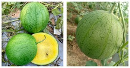 10 Bags (20 Seeds / Bag) of &#39;Xiaolan Peeling&#39; Series Watermelon Seeds - $64.99