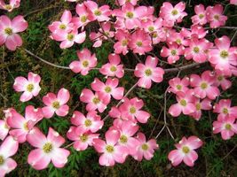 Pink Dogwood tree 8-12&quot; tall 2.5&quot; pot  - £15.45 GBP