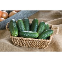 Jackson Classic Cucumber Seeds Gardening Easy Grow USA SHIPPING - £4.42 GBP