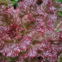 New Ruby Red Lettuce Seeds Organic Fresh USA Garden - £7.23 GBP